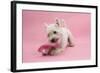 West Highland White Terrier Biting a Pink Boot Against a Pink Background-Mark Taylor-Framed Photographic Print