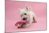 West Highland White Terrier Biting a Pink Boot Against a Pink Background-Mark Taylor-Mounted Photographic Print