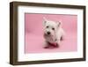 West Highland White Terrier Biting a Pink Boot Against a Pink Background-Mark Taylor-Framed Photographic Print