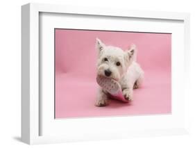 West Highland White Terrier Biting a Pink Boot Against a Pink Background-Mark Taylor-Framed Photographic Print