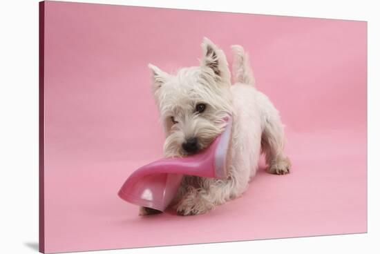West Highland White Terrier Biting a Pink Boot Against a Pink Background-Mark Taylor-Stretched Canvas