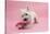 West Highland White Terrier Biting a Pink Boot Against a Pink Background-Mark Taylor-Stretched Canvas