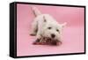 West Highland White Terrier Biting Toy Against a Pink Background-Mark Taylor-Framed Stretched Canvas