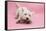 West Highland White Terrier Biting Toy Against a Pink Background-Mark Taylor-Framed Stretched Canvas