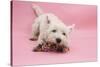 West Highland White Terrier Biting Toy Against a Pink Background-Mark Taylor-Stretched Canvas