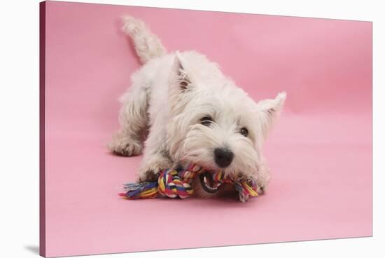 West Highland White Terrier Biting Toy Against a Pink Background-Mark Taylor-Stretched Canvas