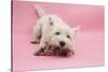 West Highland White Terrier Biting Toy Against a Pink Background-Mark Taylor-Stretched Canvas