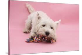 West Highland White Terrier Biting Toy Against a Pink Background-Mark Taylor-Stretched Canvas