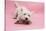 West Highland White Terrier Biting Toy Against a Pink Background-Mark Taylor-Stretched Canvas