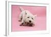 West Highland White Terrier Biting Toy Against a Pink Background-Mark Taylor-Framed Photographic Print