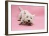 West Highland White Terrier Biting Toy Against a Pink Background-Mark Taylor-Framed Photographic Print