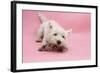 West Highland White Terrier Biting Toy Against a Pink Background-Mark Taylor-Framed Photographic Print