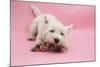 West Highland White Terrier Biting Toy Against a Pink Background-Mark Taylor-Mounted Photographic Print