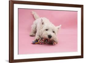 West Highland White Terrier Biting Toy Against a Pink Background-Mark Taylor-Framed Photographic Print