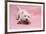 West Highland White Terrier Biting Toy Against a Pink Background-Mark Taylor-Framed Photographic Print