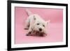 West Highland White Terrier Biting Toy Against a Pink Background-Mark Taylor-Framed Photographic Print