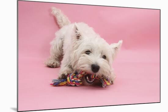 West Highland White Terrier Biting Toy Against a Pink Background-Mark Taylor-Mounted Photographic Print