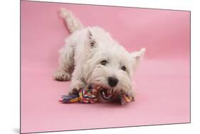 West Highland White Terrier Biting Toy Against a Pink Background-Mark Taylor-Mounted Photographic Print