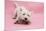 West Highland White Terrier Biting Toy Against a Pink Background-Mark Taylor-Mounted Photographic Print