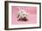 West Highland White Terrier Biting Toy Against a Pink Background-Mark Taylor-Framed Photographic Print