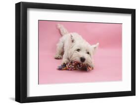 West Highland White Terrier Biting Toy Against a Pink Background-Mark Taylor-Framed Photographic Print
