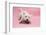 West Highland White Terrier Biting Toy Against a Pink Background-Mark Taylor-Framed Photographic Print