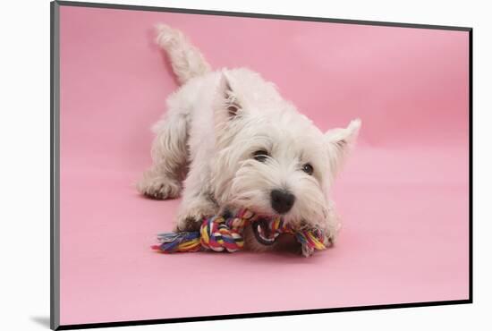 West Highland White Terrier Biting Toy Against a Pink Background-Mark Taylor-Mounted Photographic Print