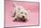 West Highland White Terrier Biting Toy Against a Pink Background-Mark Taylor-Mounted Photographic Print