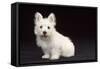 West Highland White Terrier Dog Puppy Sitting-null-Framed Stretched Canvas