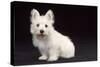 West Highland White Terrier Dog Puppy Sitting-null-Stretched Canvas
