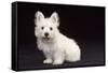 West Highland White Terrier Dog Puppy Sitting-null-Framed Stretched Canvas