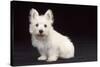 West Highland White Terrier Dog Puppy Sitting-null-Stretched Canvas