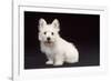 West Highland White Terrier Dog Puppy Sitting-null-Framed Photographic Print