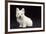 West Highland White Terrier Dog Puppy Sitting-null-Framed Photographic Print