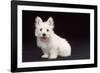 West Highland White Terrier Dog Puppy Sitting-null-Framed Photographic Print