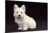 West Highland White Terrier Dog Puppy Sitting-null-Mounted Photographic Print