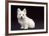 West Highland White Terrier Dog Puppy Sitting-null-Framed Photographic Print