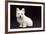 West Highland White Terrier Dog Puppy Sitting-null-Framed Photographic Print