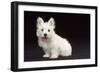 West Highland White Terrier Dog Puppy Sitting-null-Framed Photographic Print