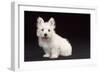 West Highland White Terrier Dog Puppy Sitting-null-Framed Photographic Print