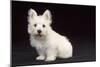 West Highland White Terrier Dog Puppy Sitting-null-Mounted Photographic Print