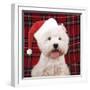 West Highland White Terrier Dog Puppy-null-Framed Photographic Print