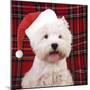 West Highland White Terrier Dog Puppy-null-Mounted Photographic Print