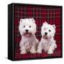 West Highland White Terrier Dogs Two Sitting-null-Framed Stretched Canvas