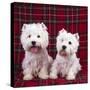 West Highland White Terrier Dogs Two Sitting-null-Stretched Canvas