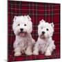 West Highland White Terrier Dogs Two Sitting-null-Mounted Photographic Print