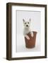 West Highland White Terrier in a Plant Pot-Mark Taylor-Framed Photographic Print