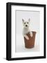 West Highland White Terrier in a Plant Pot-Mark Taylor-Framed Photographic Print