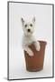 West Highland White Terrier in a Plant Pot-Mark Taylor-Mounted Photographic Print