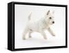 West Highland White Terrier Leaping-Mark Taylor-Framed Stretched Canvas
